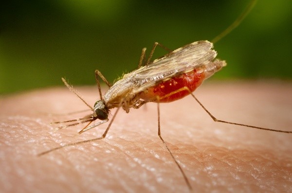 Trung gian chứa ký sinh trùng gây bệnh là muỗi Anopheles
